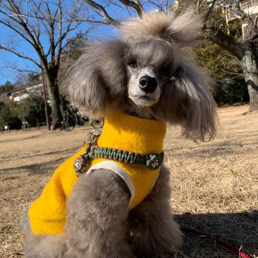 パラコードを着けている犬